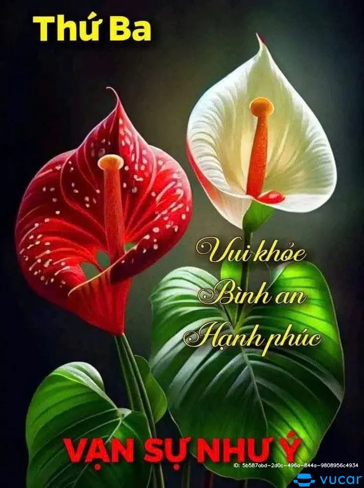 corana atist 2019 - Ngoại thất 4