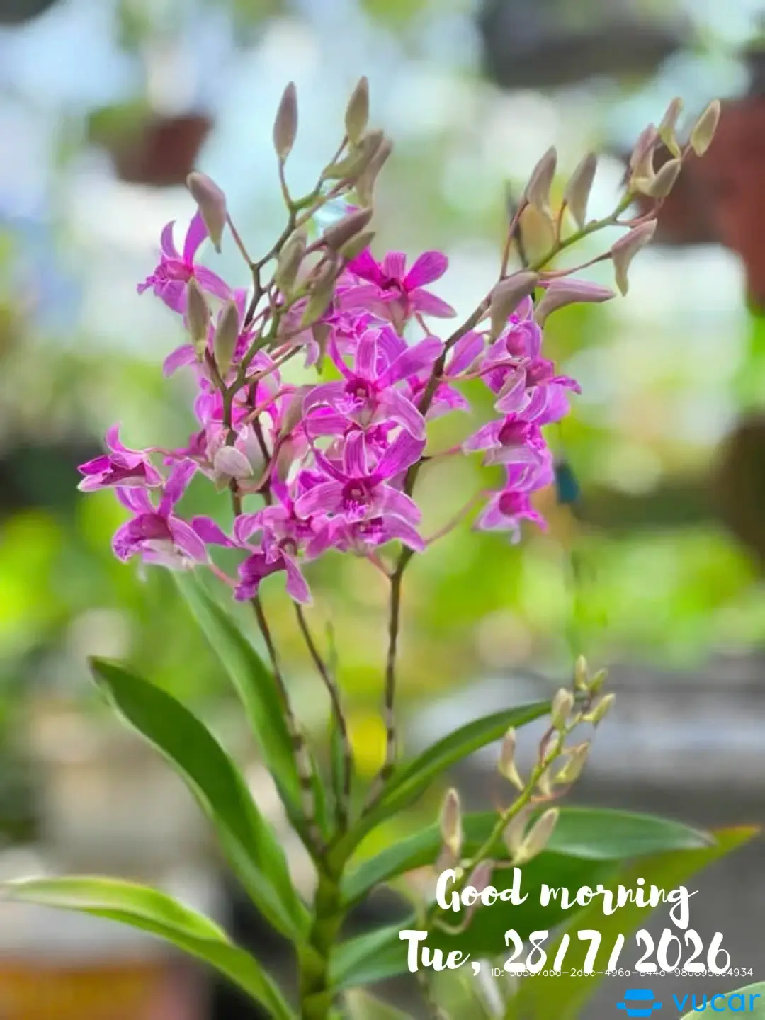 corana atist 2019 - Khoang động cơ 2